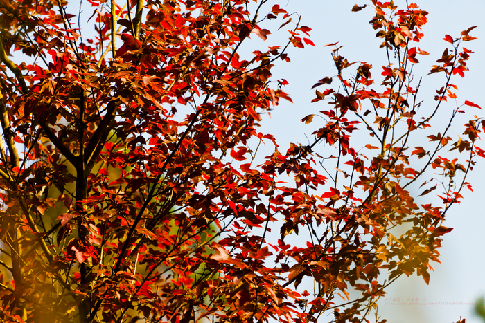_MG_1417.jpg