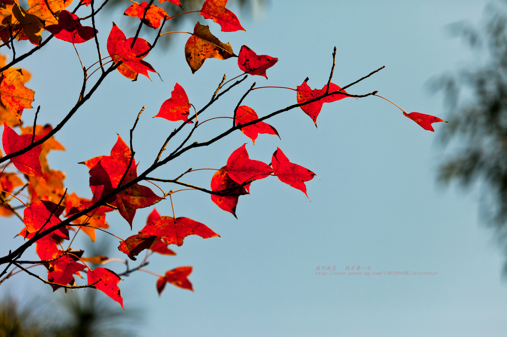 _MG_1423.jpg