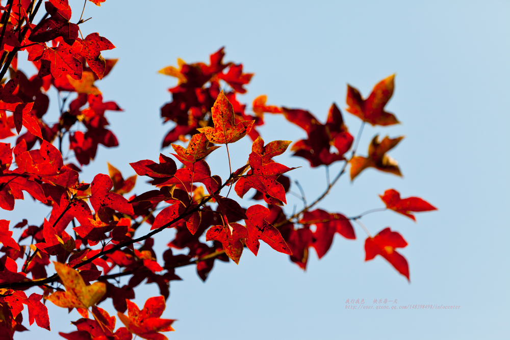_MG_1433.jpg