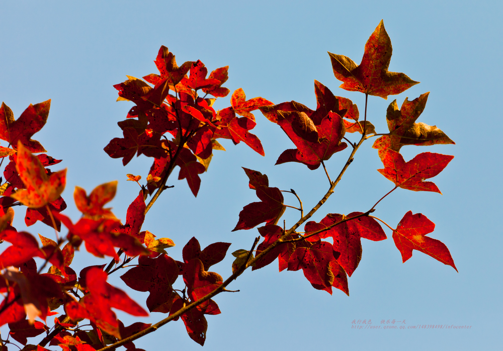 _MG_1436.jpg