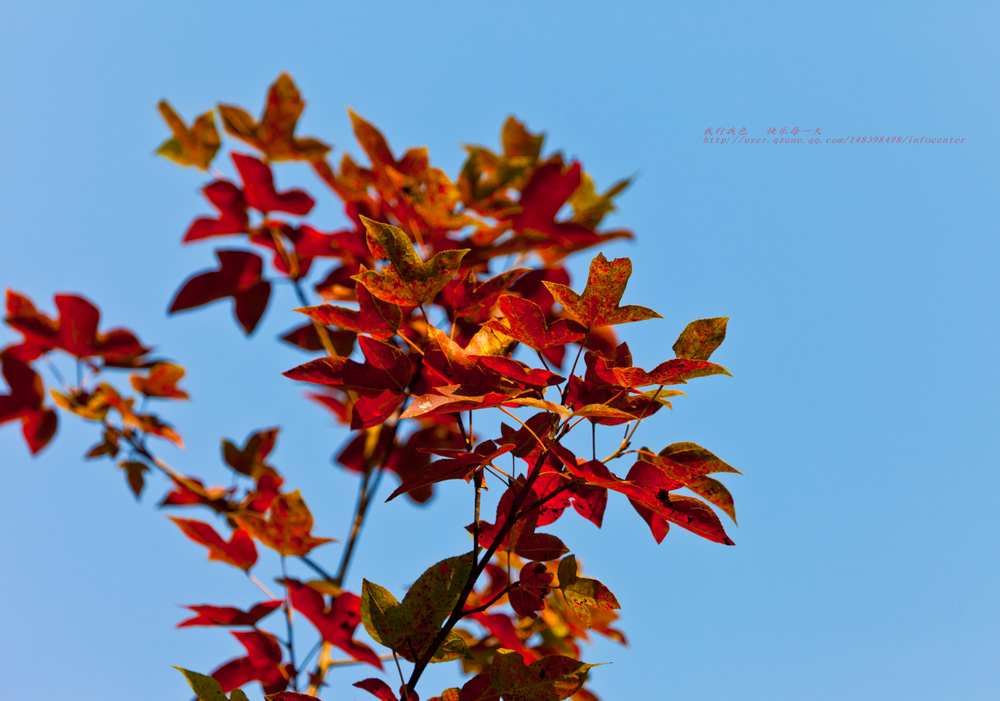 _MG_1437.jpg