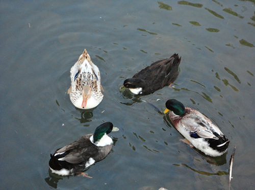 DSC01093_副本.jpg