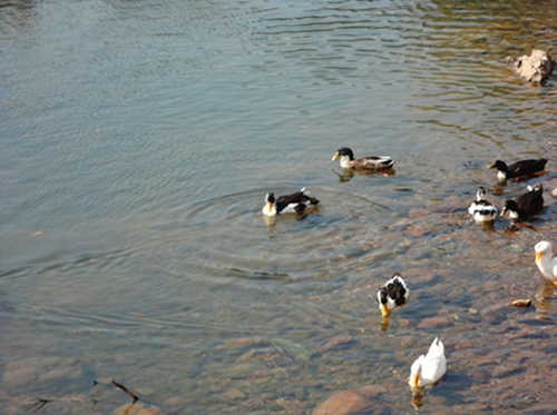 DSC01072_副本.jpg