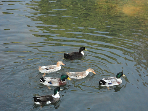 DSC01091_副本.jpg