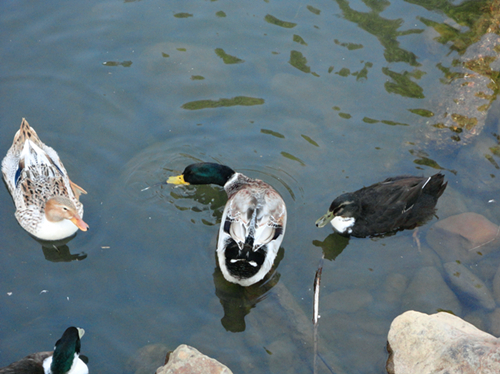 DSC01092_副本.jpg