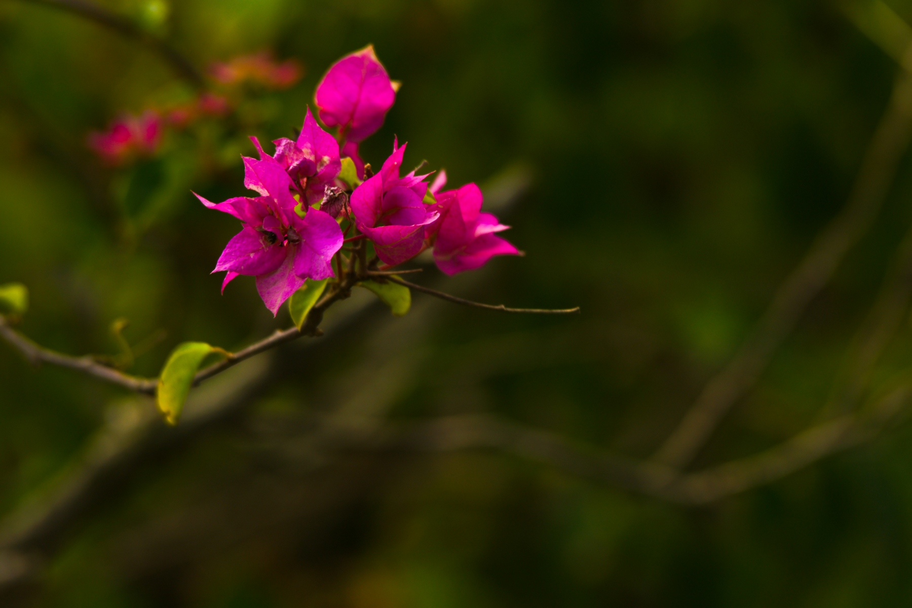 DSC06620.JPG