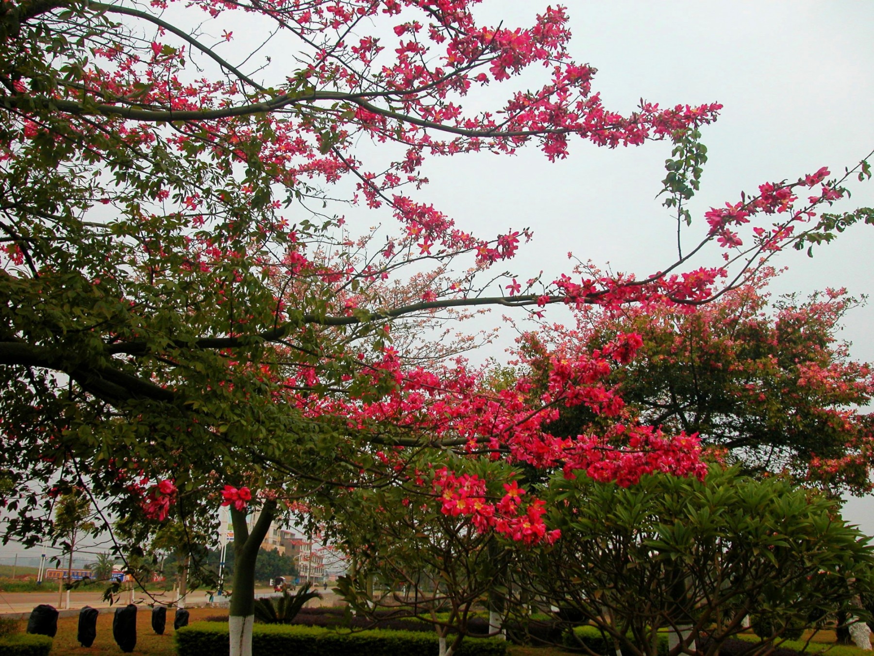 DSCN0019_conew3.jpg