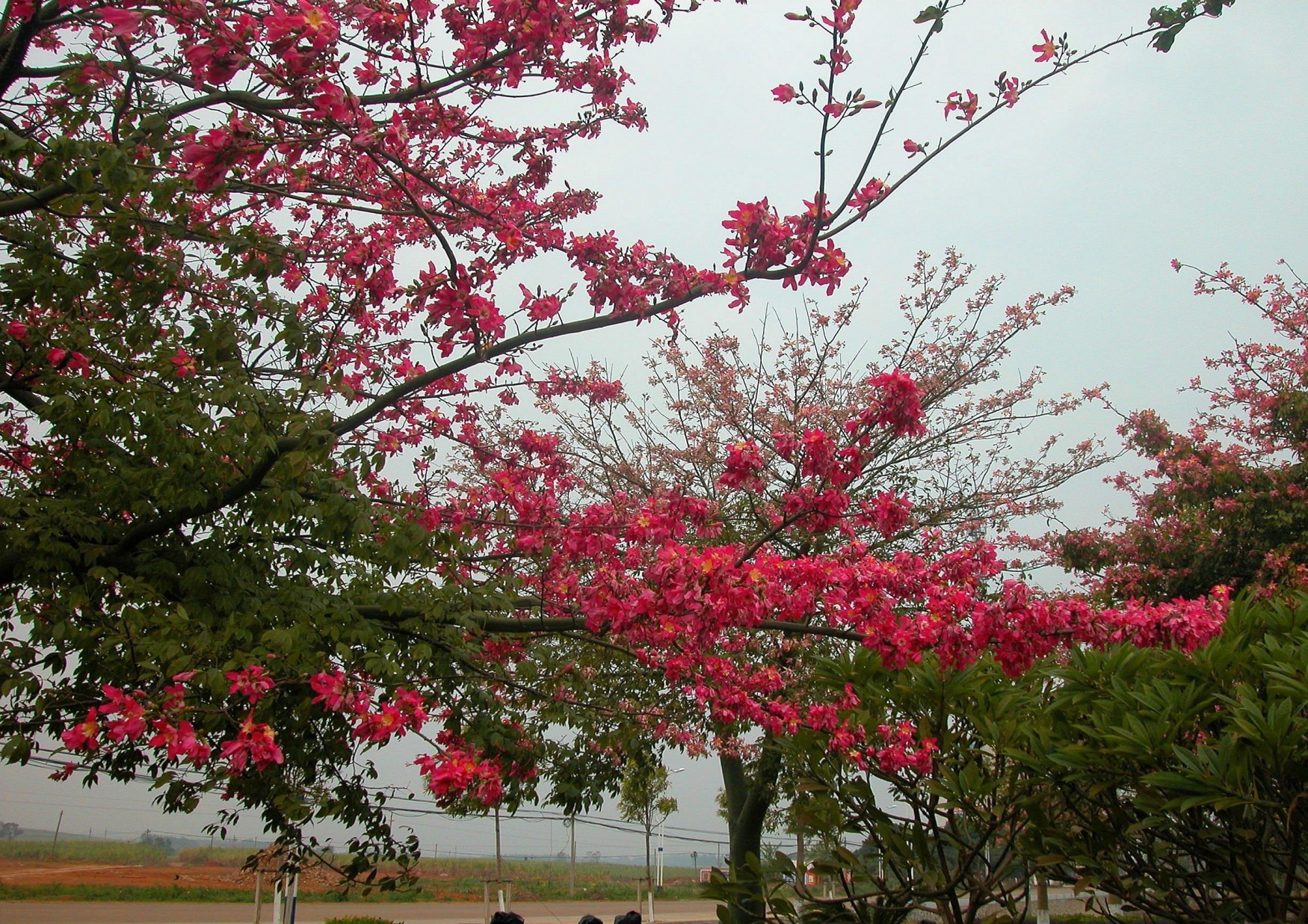 DSCN0020_conew4.jpg