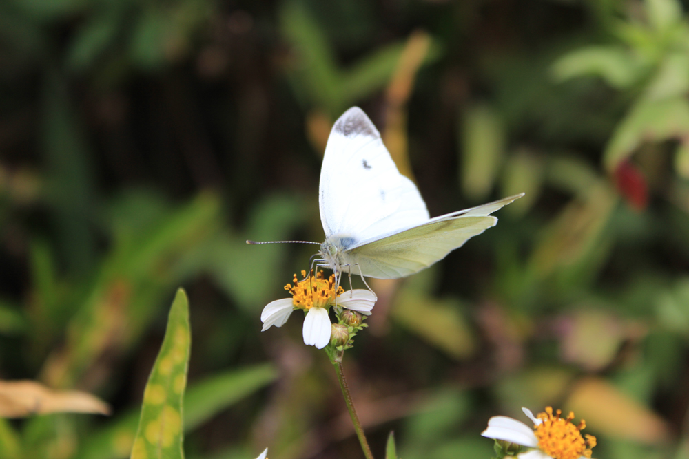 IMG_4827虫子.jpg