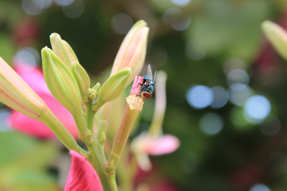 IMG_4816虫子.jpg