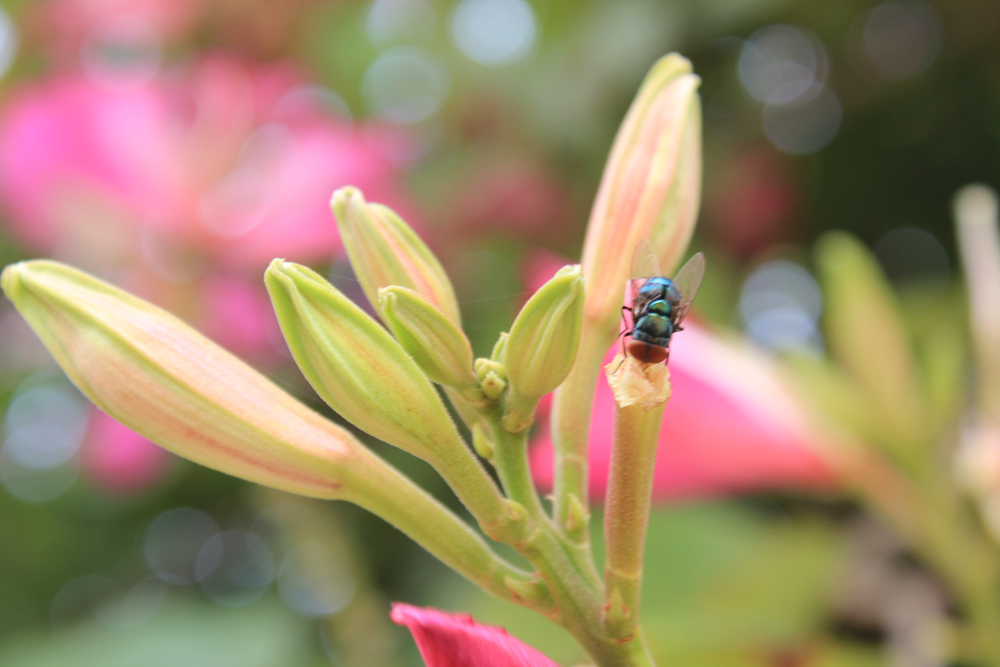 IMG_4817虫子.jpg