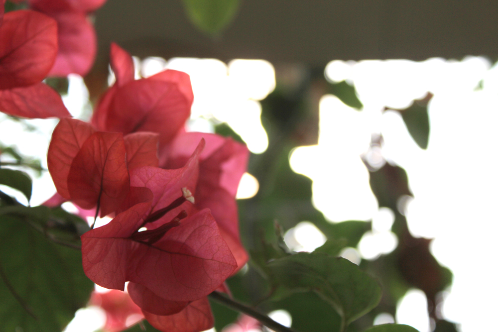 IMG_4818 花.jpg