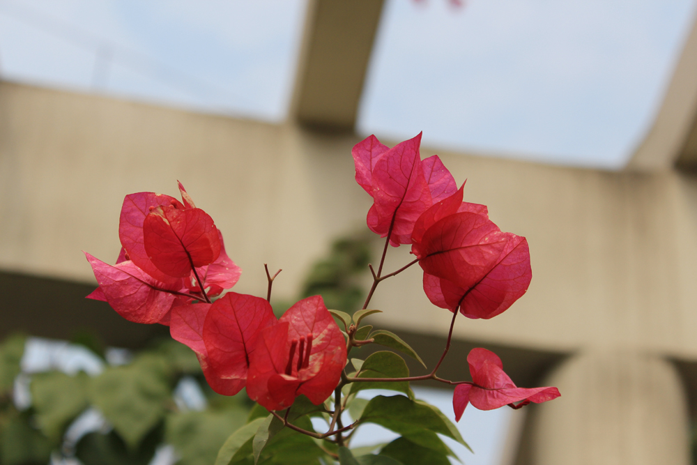 IMG_4821花.jpg