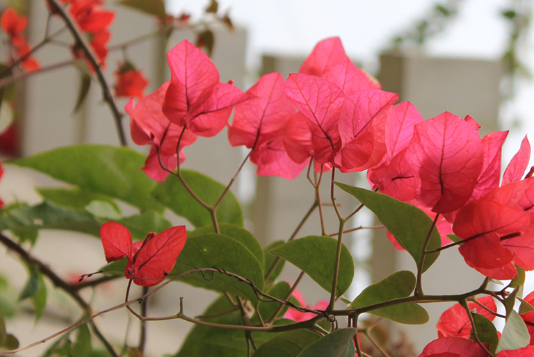 IMG_4830花.jpg