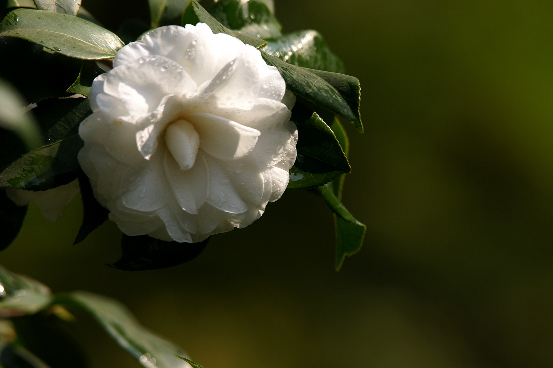 DSC07248.JPG