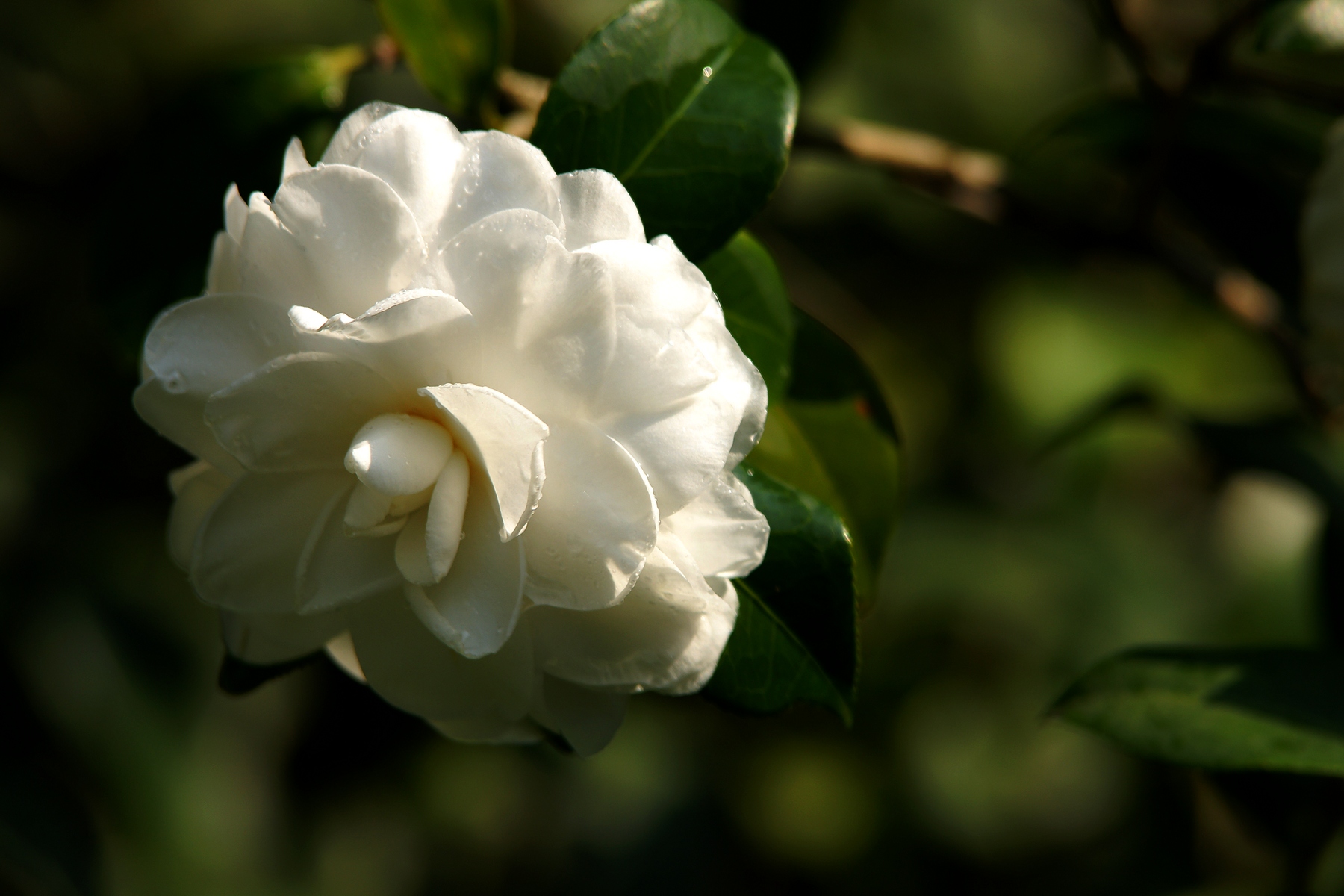 DSC07250.JPG
