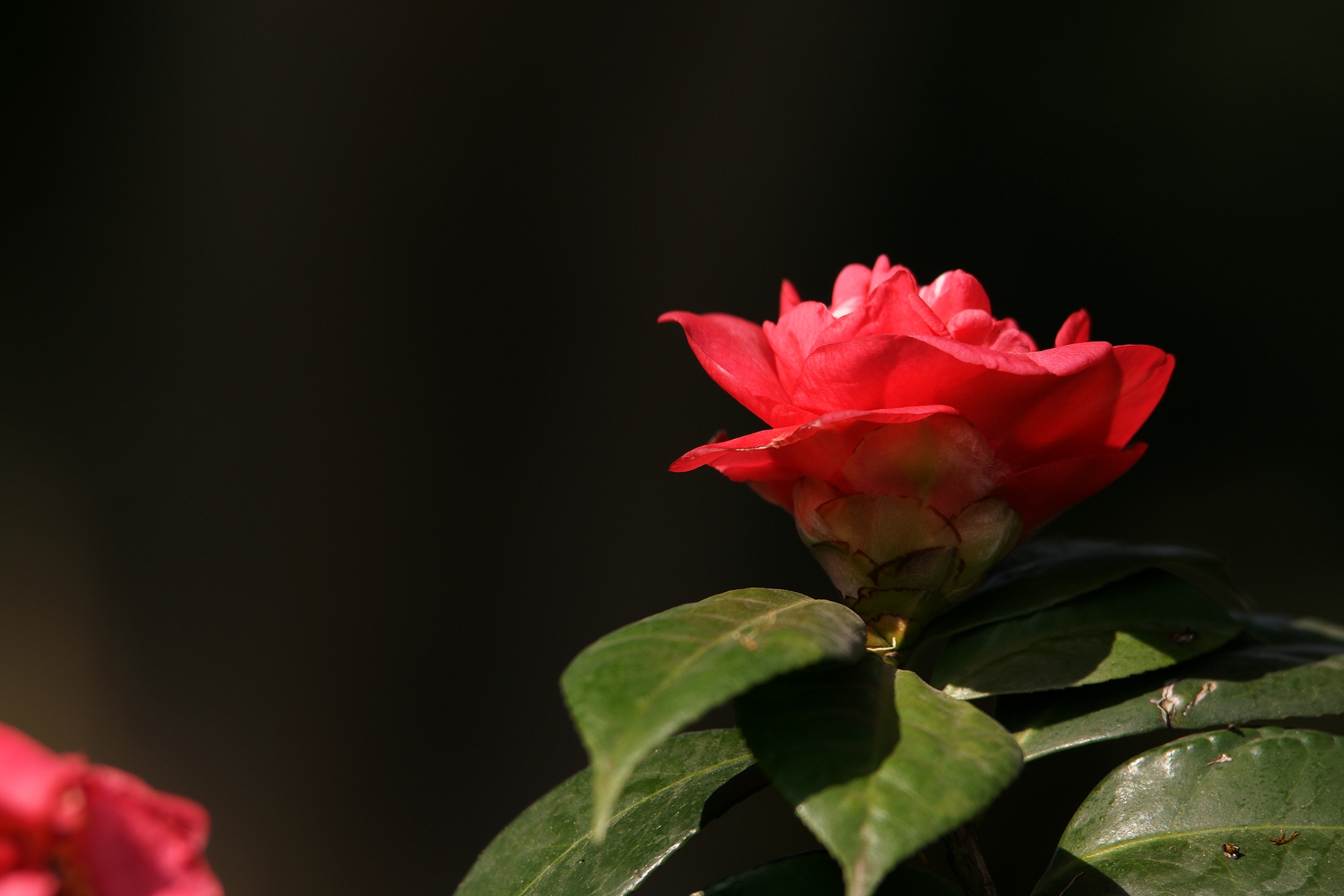 DSC07253.JPG