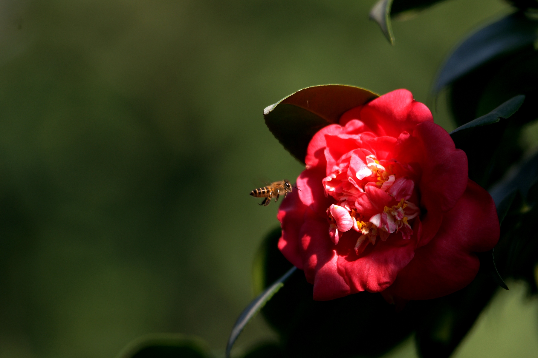 DSC07264.JPG