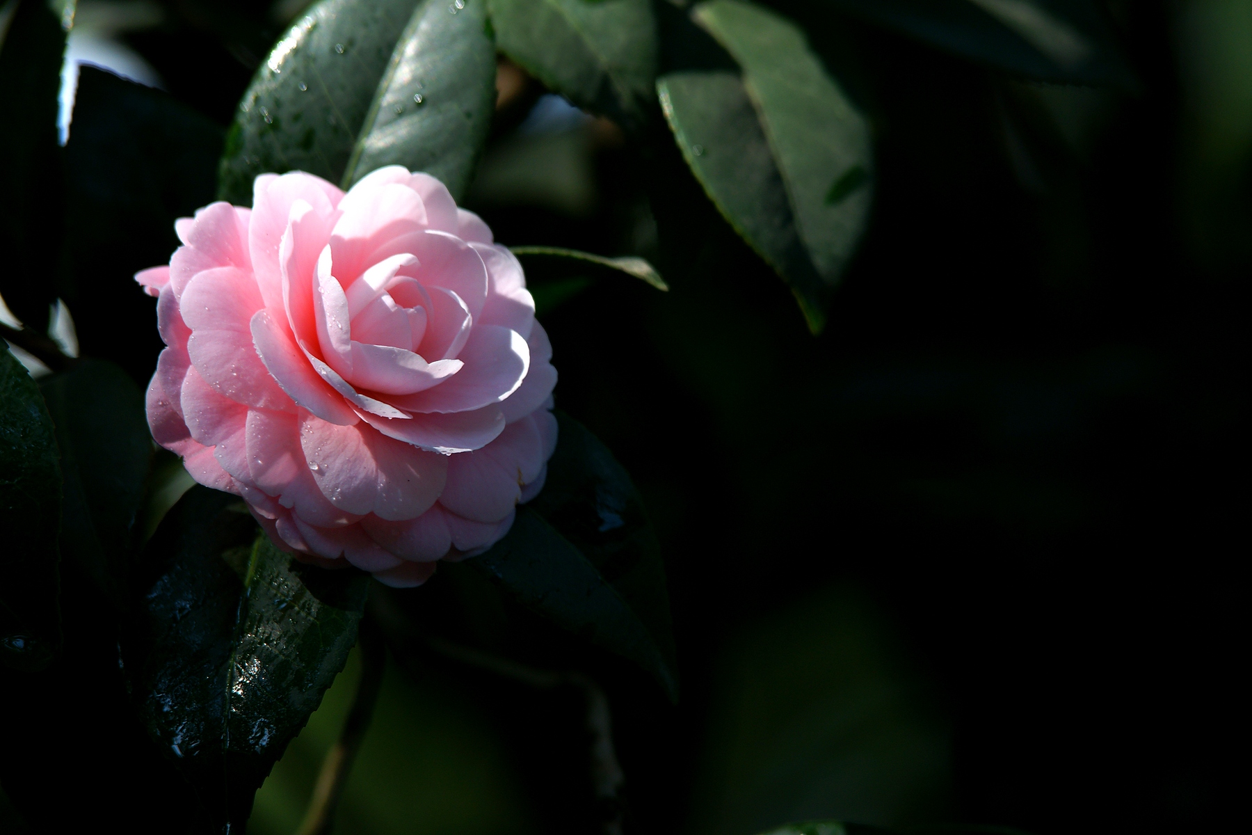 DSC07288.JPG