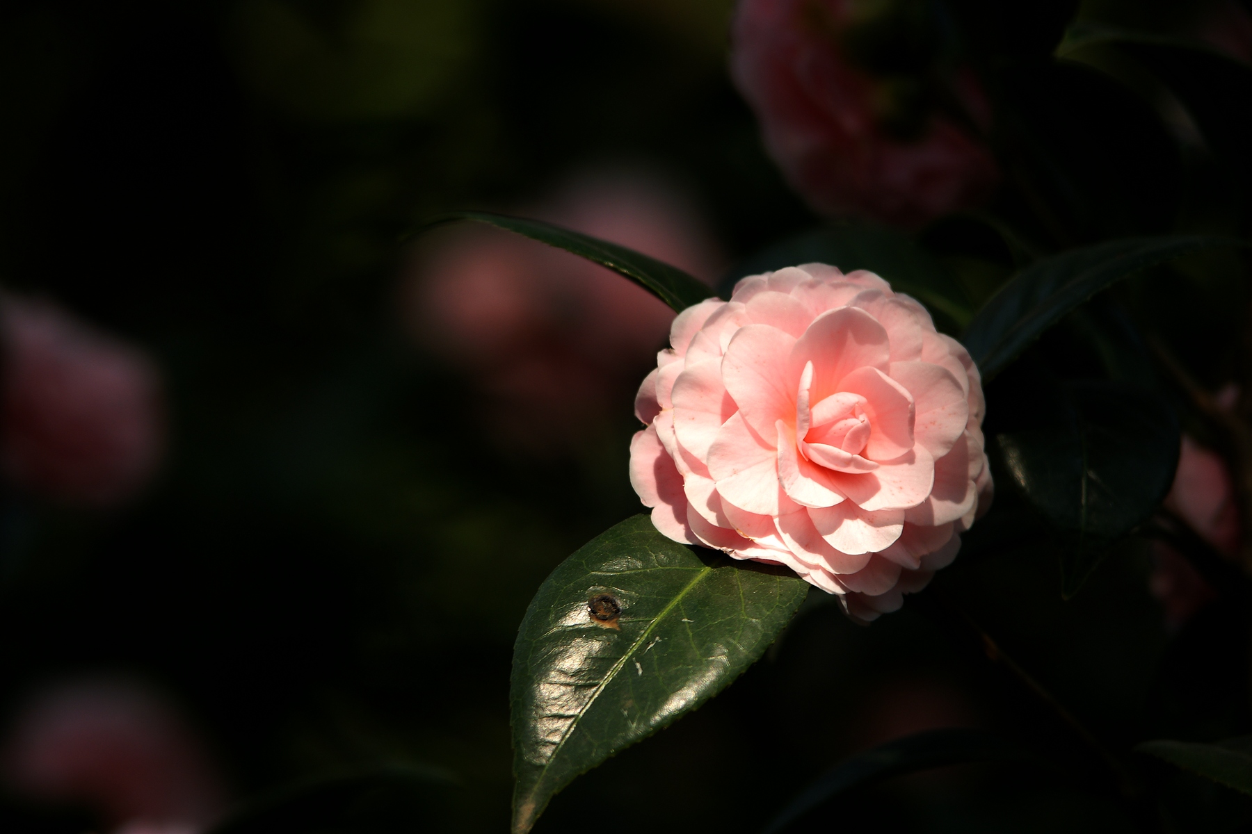 DSC07303.JPG