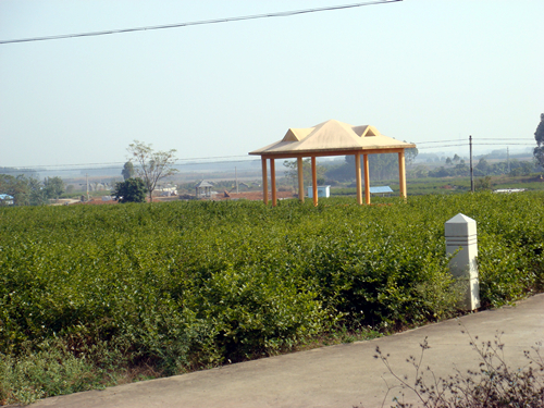 DSC09116_副本.jpg