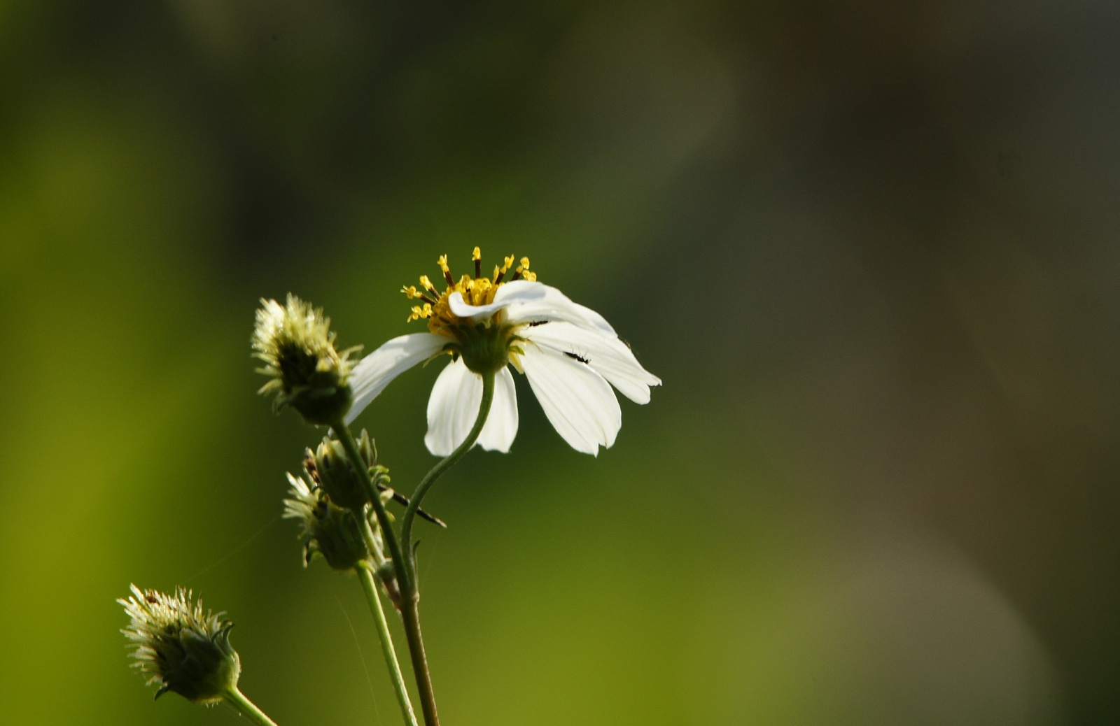 _DSC7657.JPG