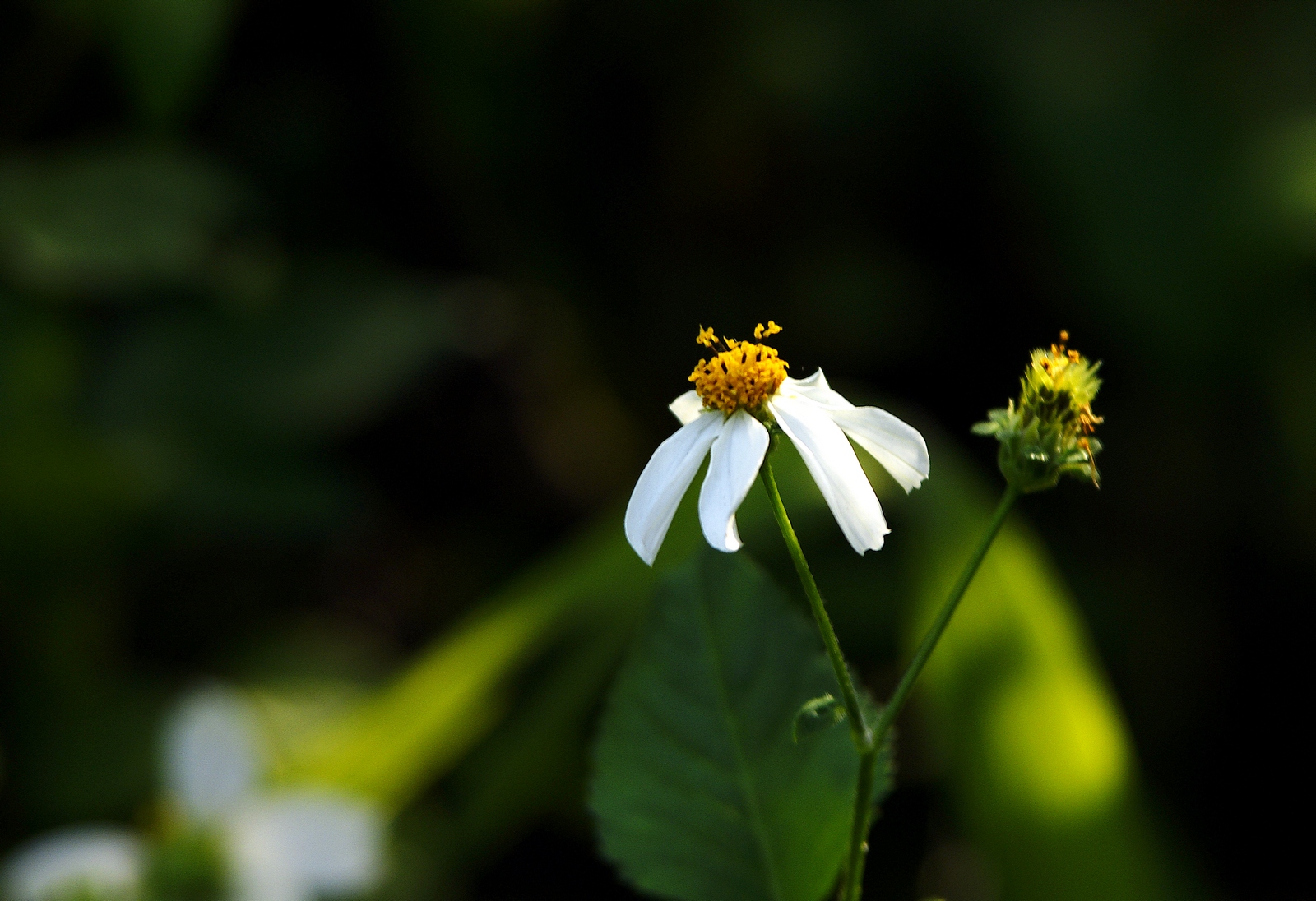 _DSC7659.JPG