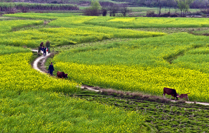 2011年3月春到人间.jpg