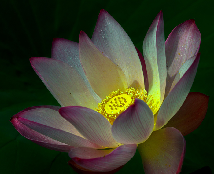 2011年6月赏荷 .jpg