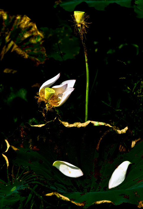 2011年6月赏荷 2.jpg