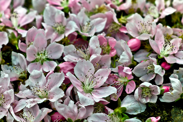 2011年2月桃花.jpg