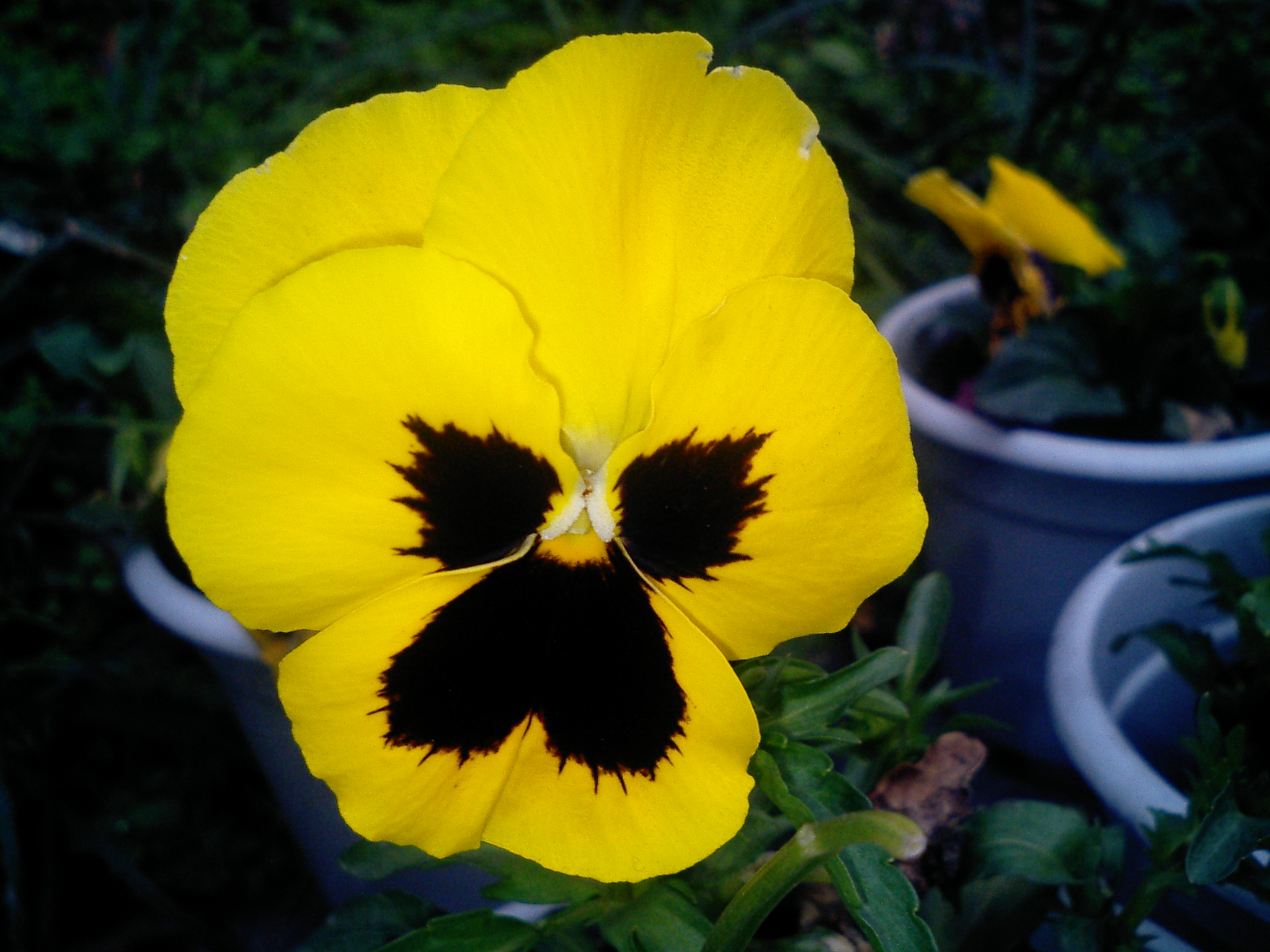 CA250370.JPG