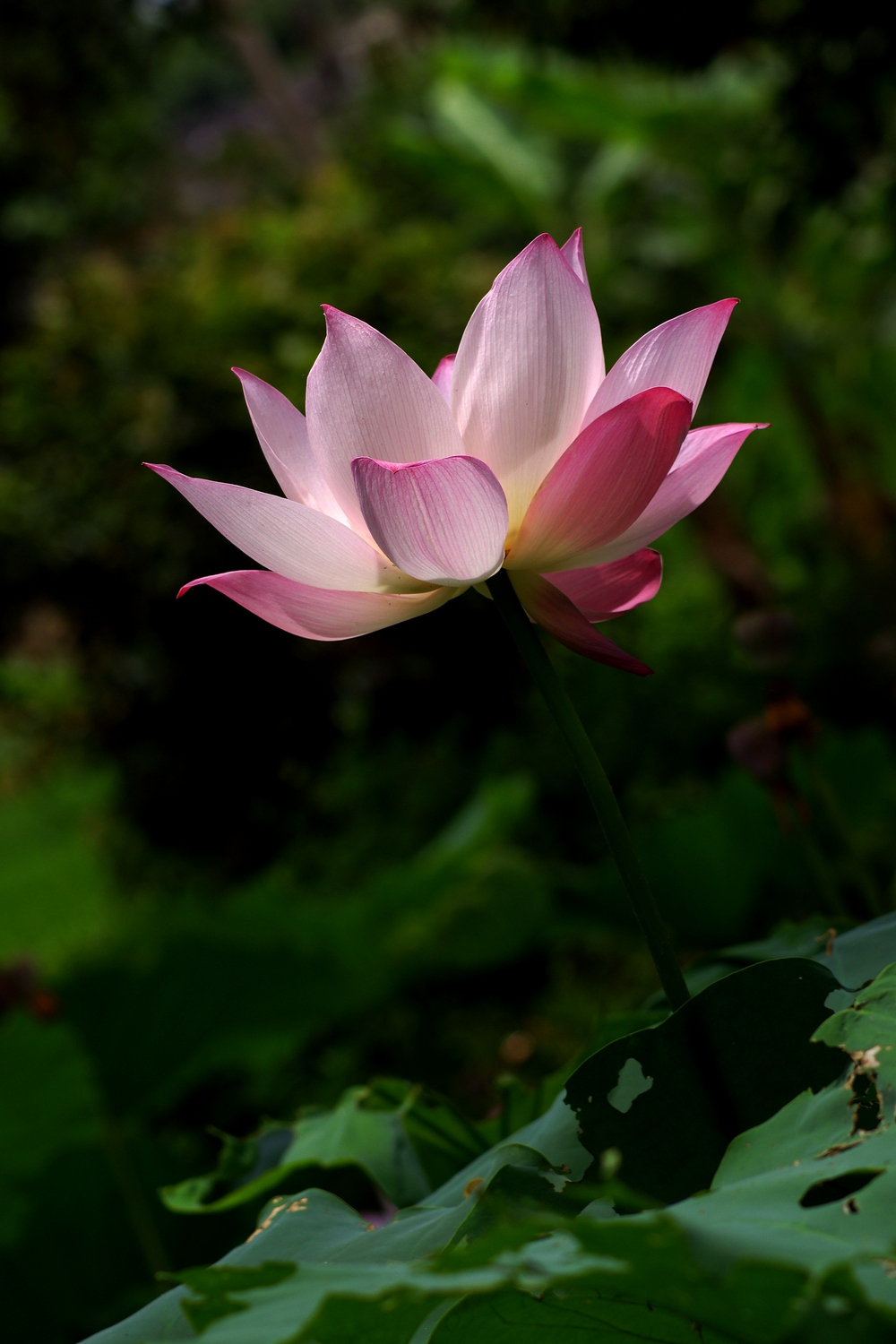 DSC01683.JPG