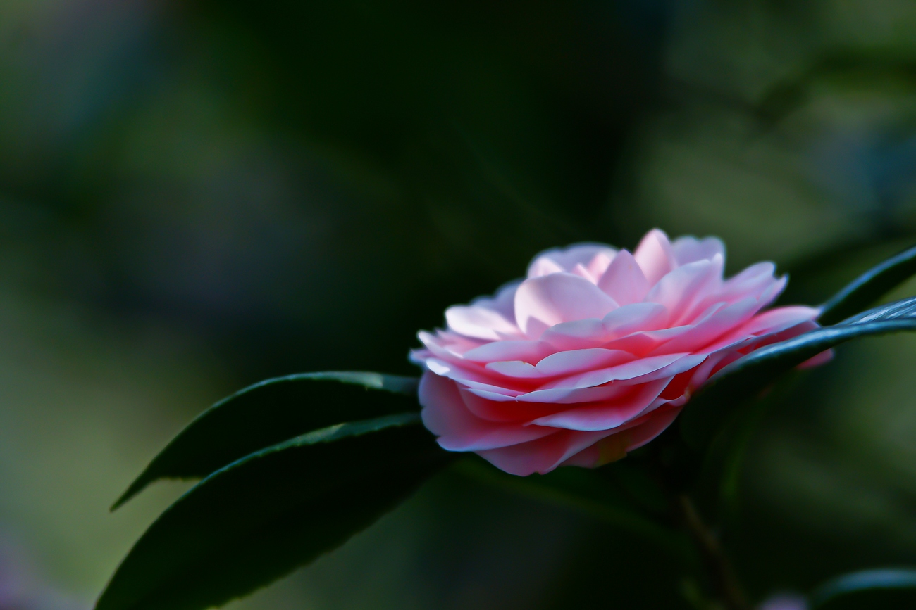 DSC07300.jpg