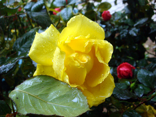 DSC09429_副本.jpg