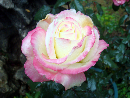 DSC09430_副本.jpg