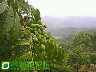 IMG0083A.jpg