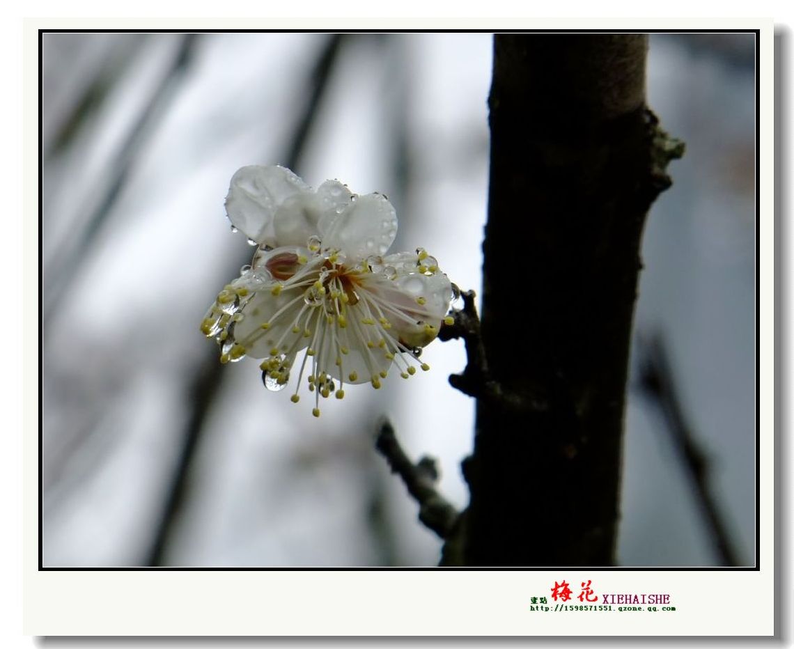 DSCF2955.jpg