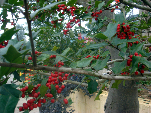 DSC09884_副本.jpg