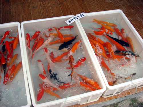DSC09846_副本.jpg