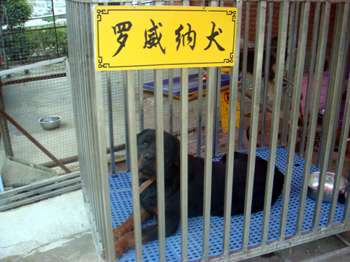 DSC09861_副本.jpg