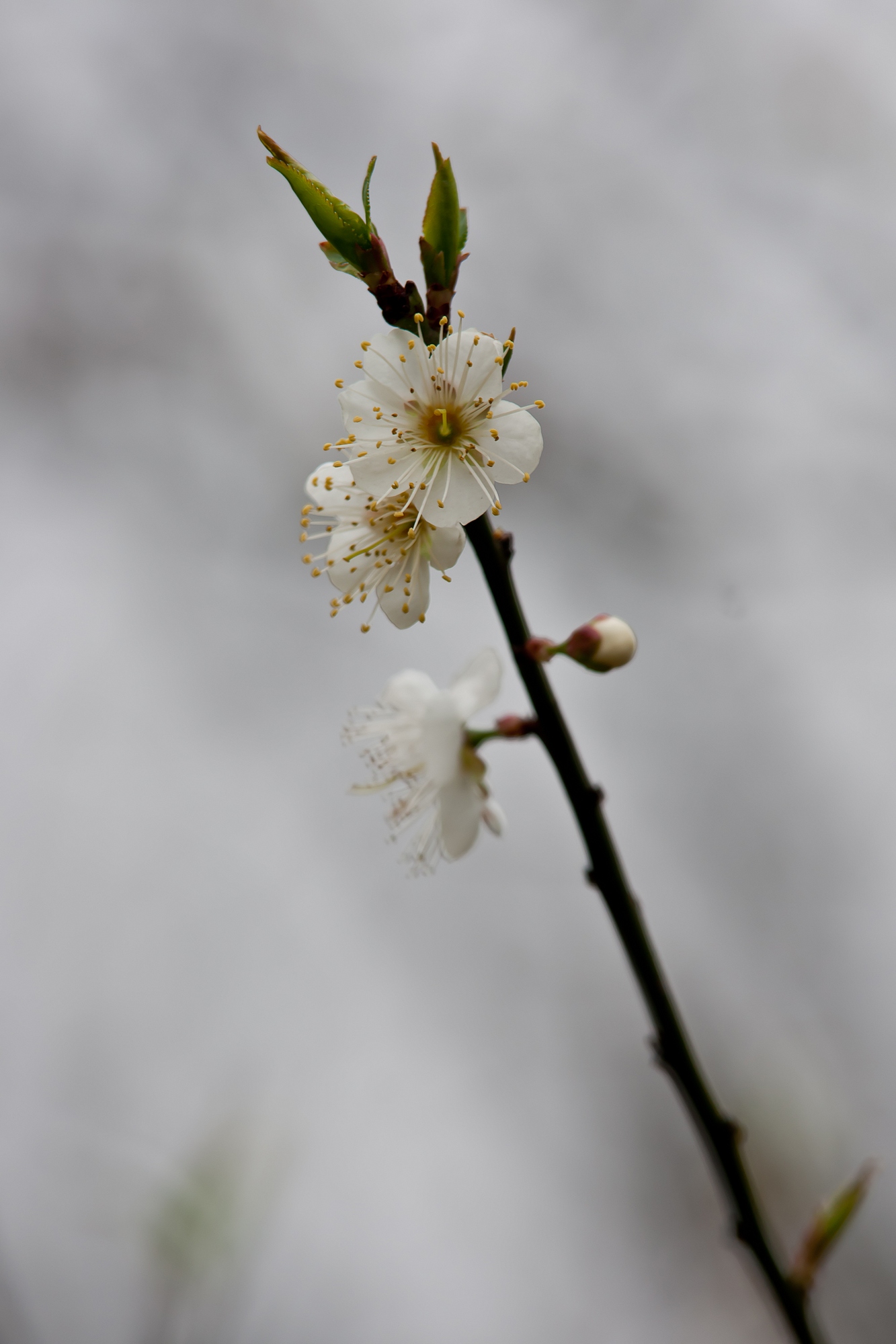 DSC09573.jpg