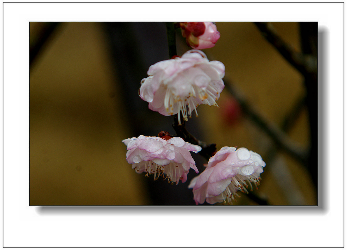 DSC07132.JPG