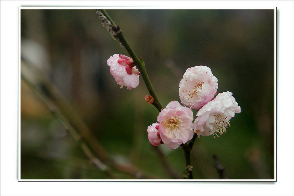 DSC07146_副本.JPG