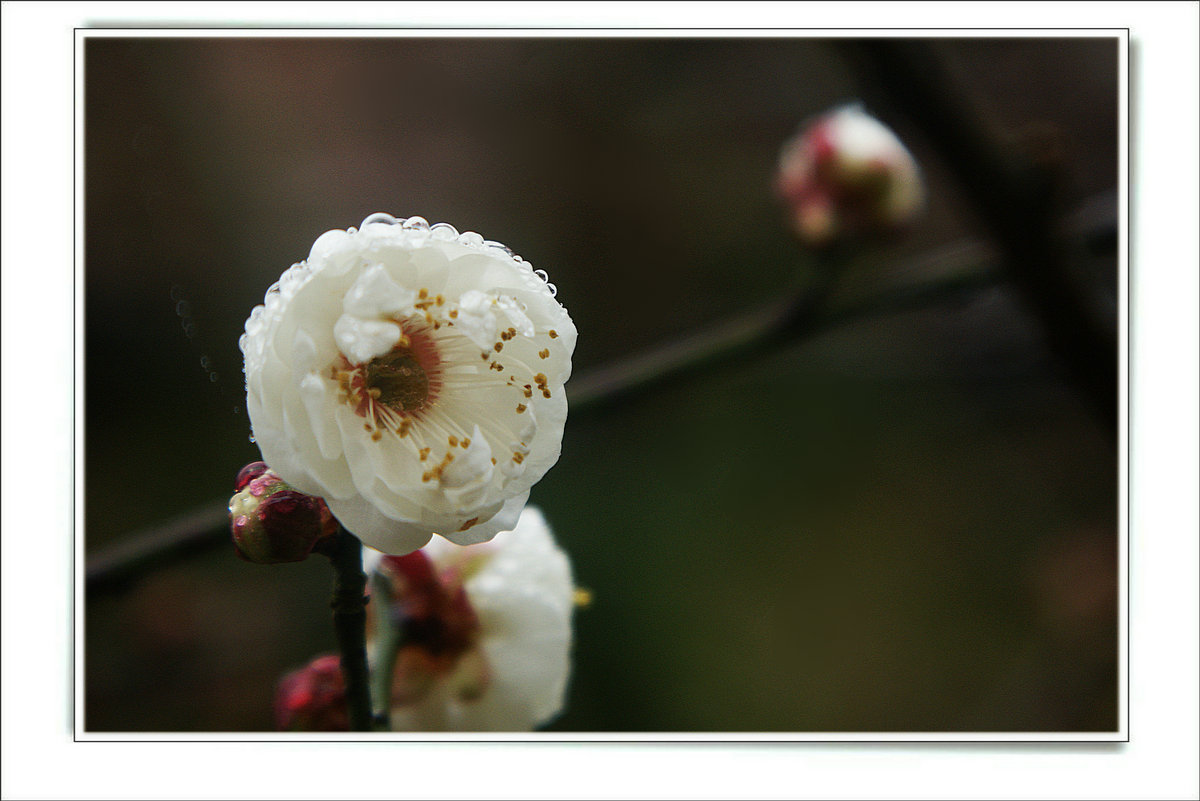DSC07156_副本.JPG