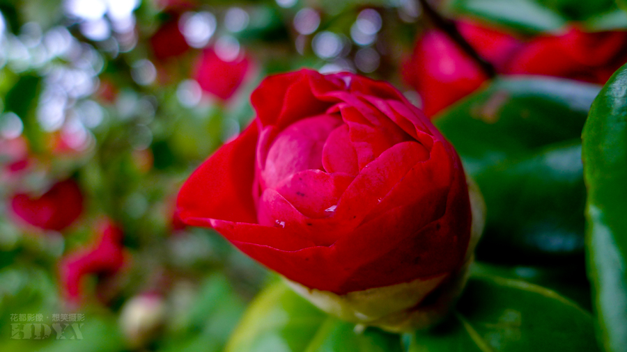 山茶花1.jpg