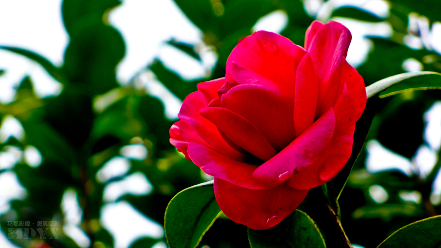 山茶花3.jpg