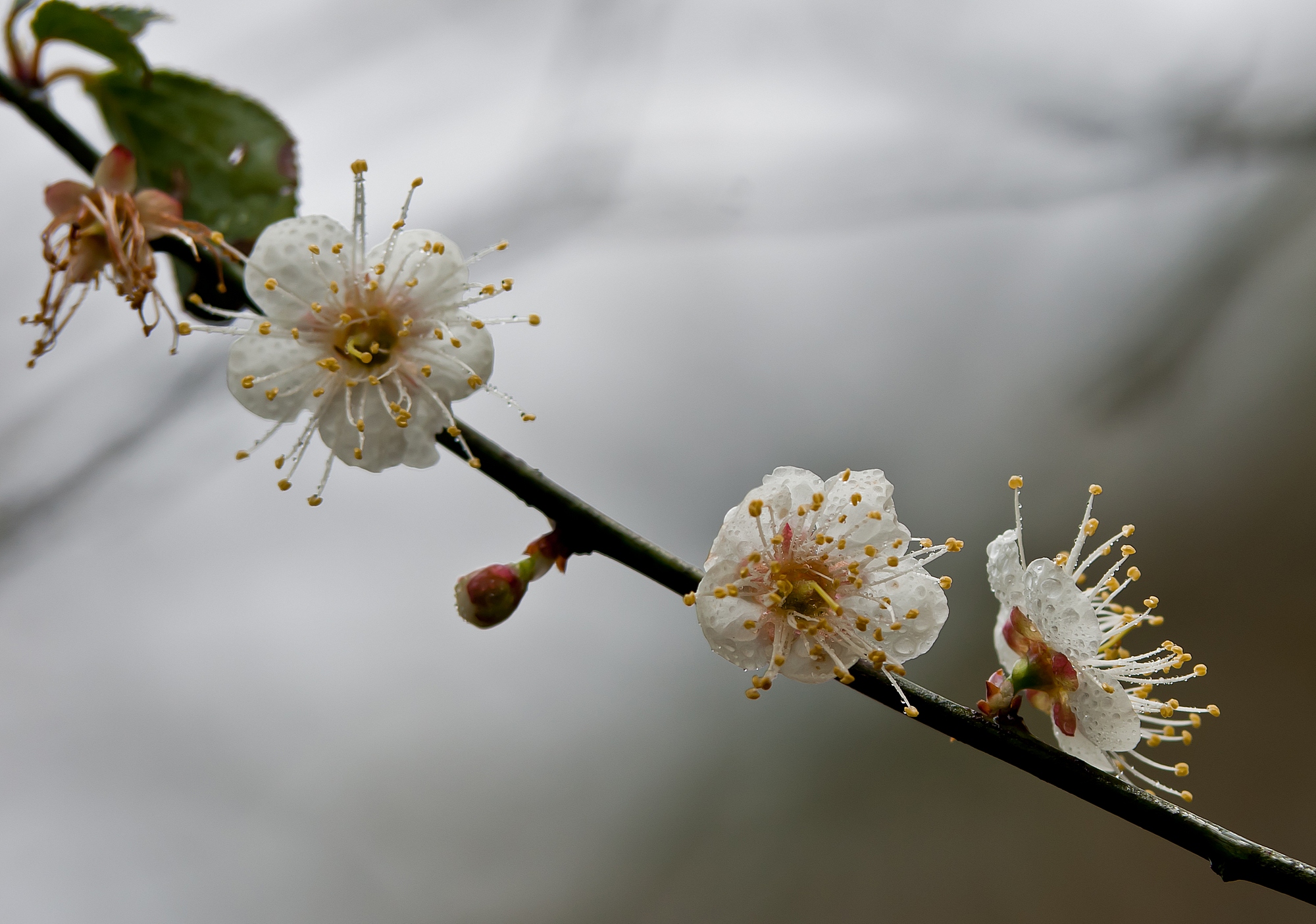 DSC09656.jpg