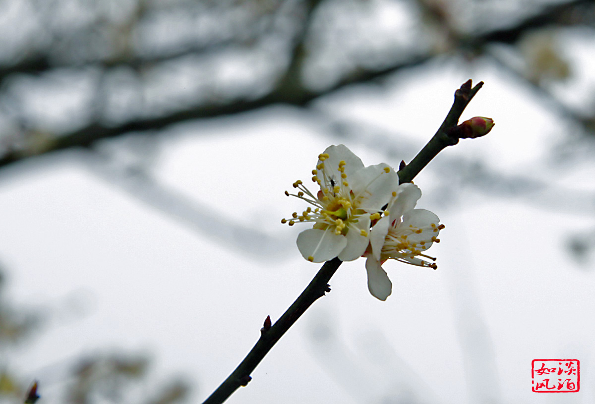 IMG_2452a.jpg
