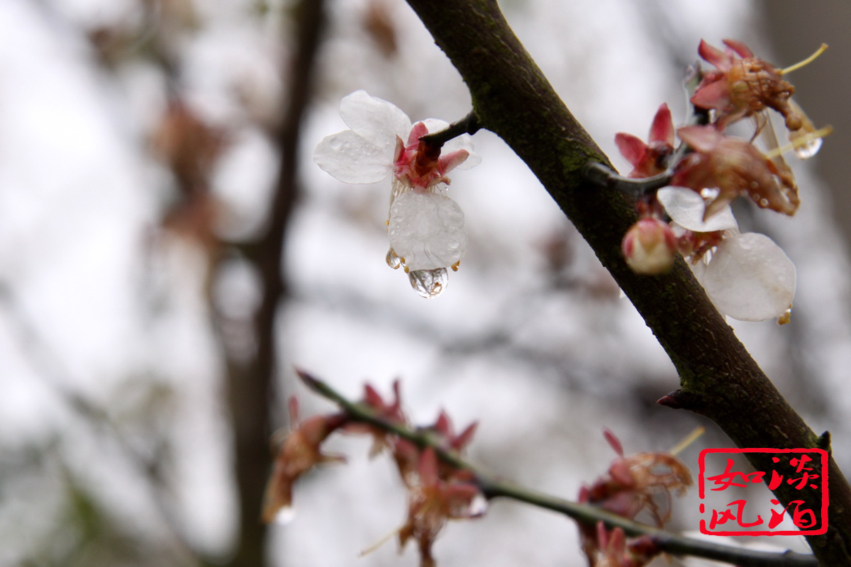 IMG_2465a.jpg